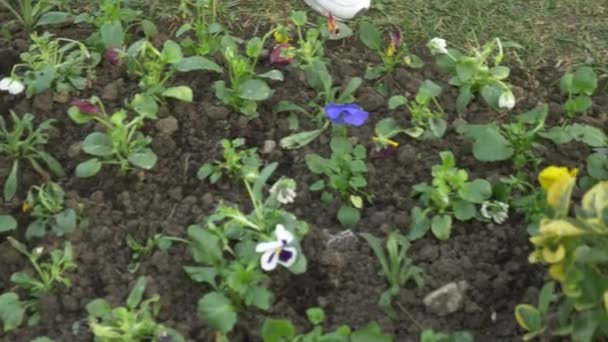 Bahçe ve park ekonomisi Anabilim Dalı çalışan bir şehir flowerbed fidan çiçek dikti. 4k, ağır çekim — Stok video