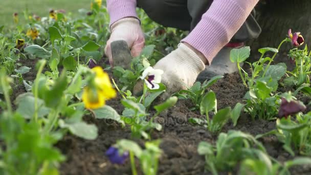 Pracovník oddělení zahrada a park ekonomiky vysazené sazenice květin na město záhonu. 4k, pomalý pohyb — Stock video