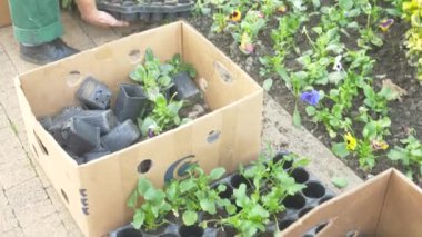 Bahçe ve park ekonomisi Anabilim Dalı çalışan bir şehir flowerbed fidan çiçek dikti. 4k, ağır çekim