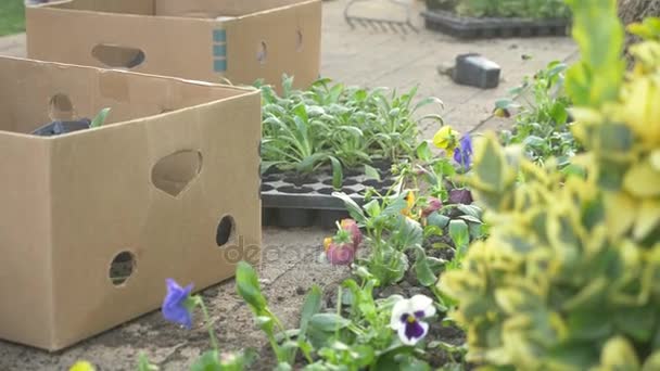 El empleado del departamento de jardinería y economía del parque plantó plántulas de flores en un parterre de la ciudad. 4k, cámara lenta — Vídeo de stock