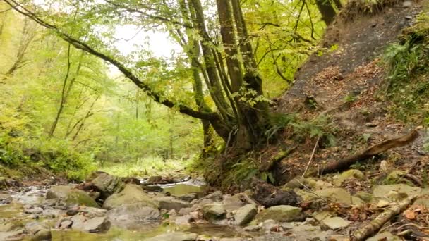 El arroyo del bosque corre a lo largo de rocas musgosas. 4k — Vídeos de Stock