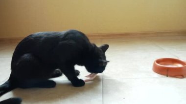 Kara kedi çiğ tavuk pençe ve baş yiyor. 4k, yakın çekim