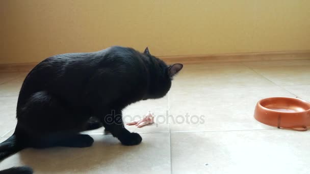 Gatto nero mangia zampa di pollo crudo e la testa. 4k, primo piano — Video Stock