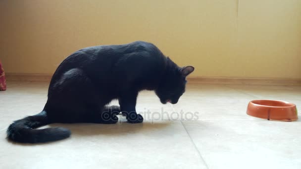 Черная кошка ест сырую куриную лапу и голову. 4k, крупный план — стоковое видео