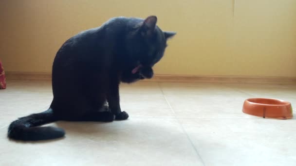 Yetişkin siyah kedi pençeleri ile dil yıkar. Oda yakın çekim, 4k, — Stok video