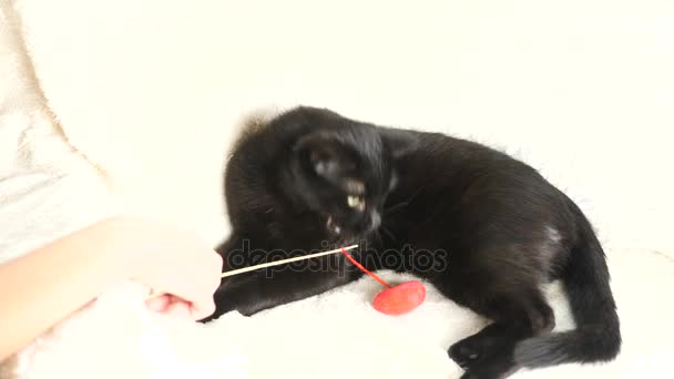 Un gato negro juega con un corazón de juguete. 4k, cámara lenta. chico jugando con un gato — Vídeos de Stock