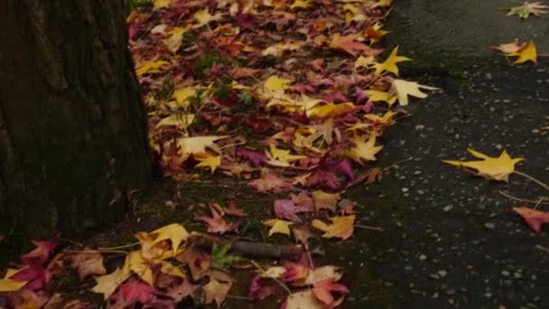 Осіннє, червоне і жовте листя лежить на землі. Крупним планом. 4k, повільний рух — стокове відео