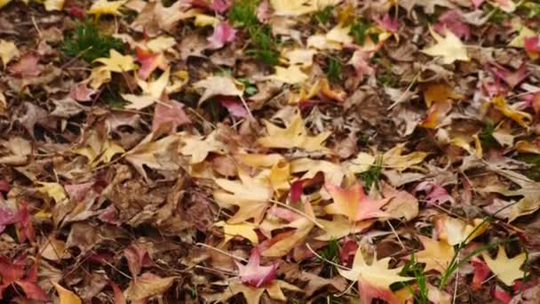 Осень, красные и желтые листья лежат на земле. Крупный план. 4k, slow motion — стоковое видео