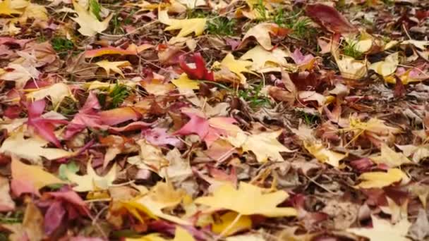 秋、赤と黄色の葉が地面に横になっています。クローズ アップ。4 k、スローモーション — ストック動画
