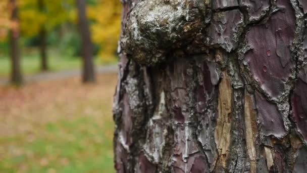 Ασυνήθιστο φλοιό των κωνοφόρων δέντρων. γκρο πλαν, υφή του φλοιού του δέντρου. αργή κίνηση, 4k — Αρχείο Βίντεο