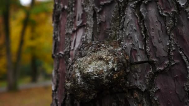 écorce inhabituelle de conifères. gros plan, texture de l'écorce d'arbre. au ralenti, 4k 