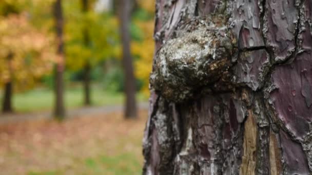 Casca incomum de árvore conífera. close-up, textura da casca da árvore. câmera lenta, 4k — Vídeo de Stock