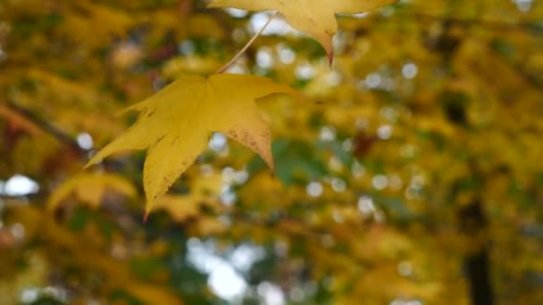 Javorový list stromy pohybující se ve větru. Červený javorový list s podzimní barvy, pohybující se ve větru. Krásné pozadí. 4 k Zpomalený pohyb — Stock video