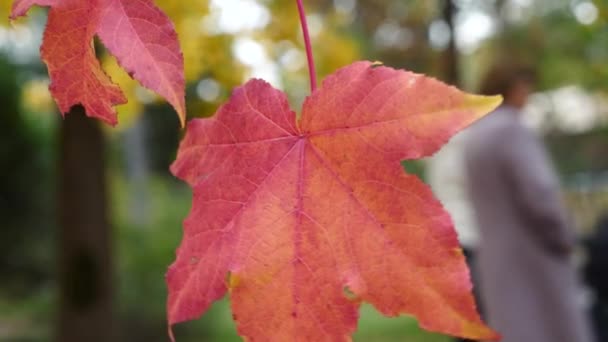 Lönnlöv träd rör sig i vinden. Red maple leaf med höstfärger som rör sig i vinden. Vacker bakgrund. 4 k slowmotion — Stockvideo
