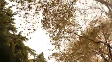 4k, ağır çekim. Arabayı yoldan görünümünü. yol kenarındaki dağ yolu, serpantin