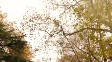 4k, ağır çekim. Arabayı yoldan görünümünü. yol kenarındaki dağ yolu, serpantin