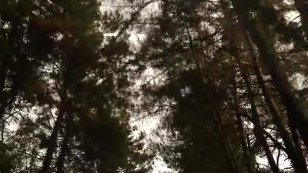 4k, au ralenti. vue sur la route depuis la voiture. route de montagne, serpentine 