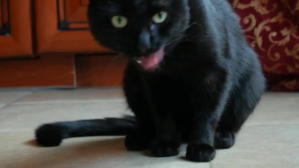 Взрослый чёрный кот моет лапы языком. в комнате крупным планом, 4k — стоковое видео
