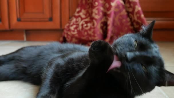 Chat noir adulte lave les pattes avec le langage. dans la pièce gros plan, 4k, ralenti — Video