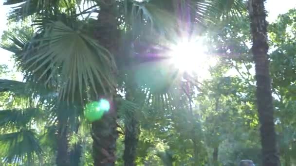 Vackra naturen i djungeln skogen. färsk palm tree bladen under ljusa solen av tropiska klimatet. 4k — Stockvideo