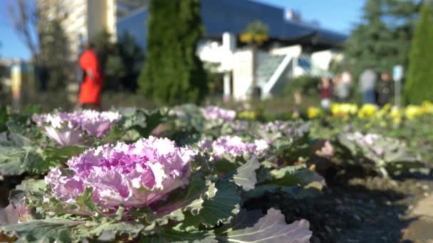 パーム アベニューは、市内の中心部の歩行者通りに花壇の芝生。4 k、スローモーション。背景をぼかし — ストック動画