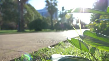 çim, şehrin palm avenue merkezinde bir yaya Caddesi üzerinde flowerbed. 4k, ağır çekim. arka plan bulanıklık