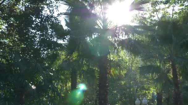 Piękna natura jungle Las. palm świeżych liści drzew pod jasne słońce tropikalny klimat. 4k — Wideo stockowe