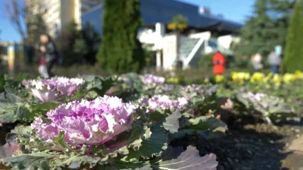 パーム アベニューは、市内の中心部の歩行者通りに花壇の芝生。4 k、スローモーション。背景をぼかし — ストック動画