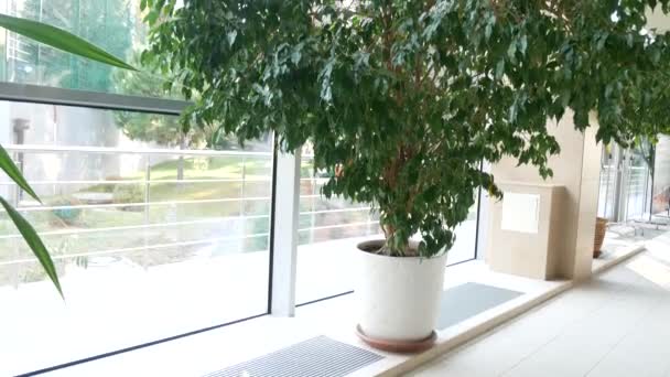 Оранжерея с тропическими деревьями со стеклянной крышей. 4k — стоковое видео
