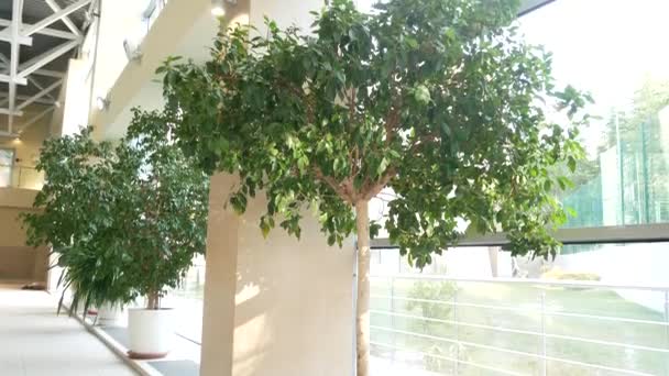 Θερμοκήπιο πορτοκαλιών με τροπικά δέντρα με γυάλινη οροφή. 4k — Αρχείο Βίντεο