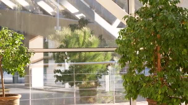 Оранжерея с тропическими деревьями со стеклянной крышей. 4k — стоковое видео