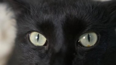 yakın çekim, 4k, yeşil gözlü siyah bir kedi.