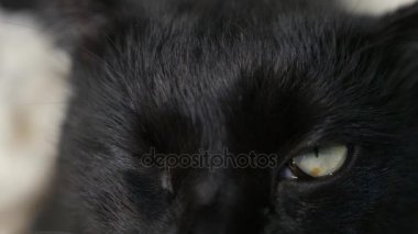 yakın çekim, 4k, yeşil gözlü siyah bir kedi.