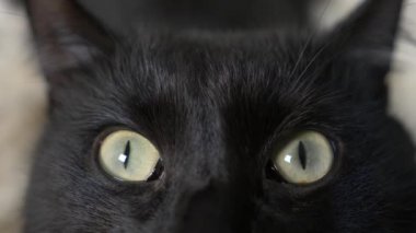 yakın çekim, 4k, yeşil gözlü siyah bir kedi.