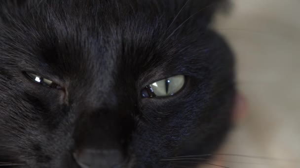 Primer plano, 4k, ojos verdes de un gato negro . — Vídeos de Stock