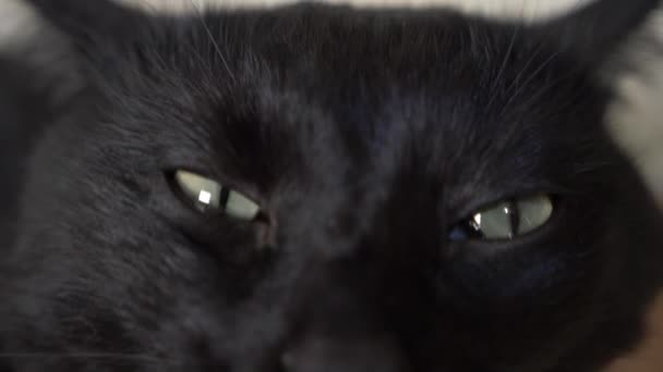 Yakın çekim, 4k, yeşil gözlü siyah bir kedi. — Stok video