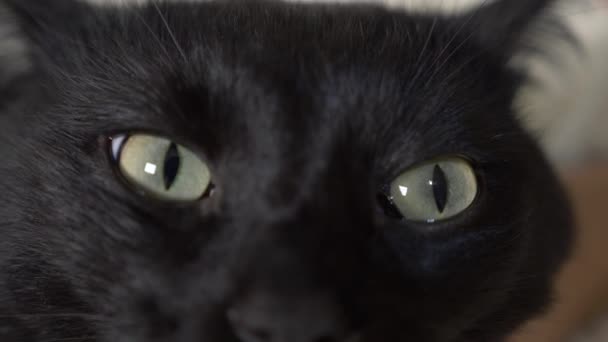 Detail, 4k, zelené oči černé kočky. — Stock video