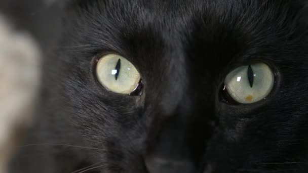 Primo piano, 4k, occhi verdi di un gatto nero . — Video Stock