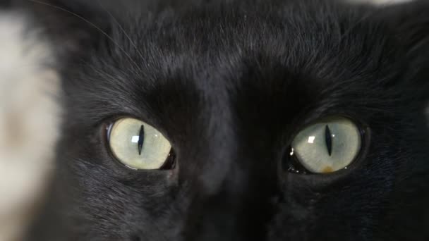 Close-up, 4k, olhos verdes de um gato preto . — Vídeo de Stock