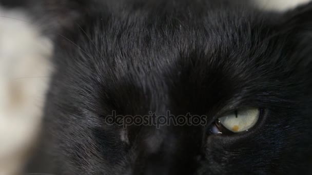 Närbild, 4k, gröna ögon av en svart katt. — Stockvideo