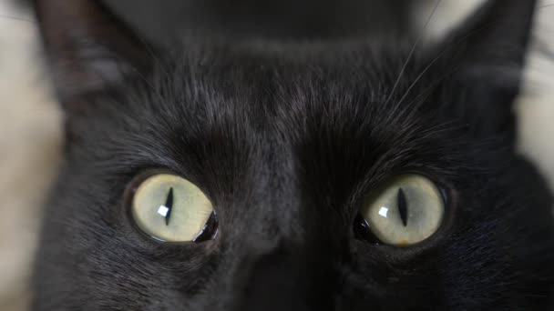 Primer plano, 4k, ojos verdes de un gato negro . — Vídeos de Stock