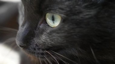 yakın çekim, 4k, yeşil gözlü siyah bir kedi.