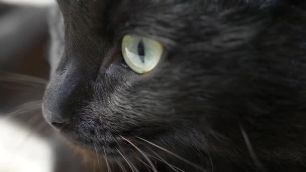 Gros plan, 4k, yeux verts d'un chat noir . — Video