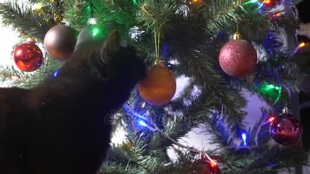 Niedliche schwarze Katze spielt mit Ornament auf Weihnachtsbaum.4k, Zeitlupe — Stockvideo