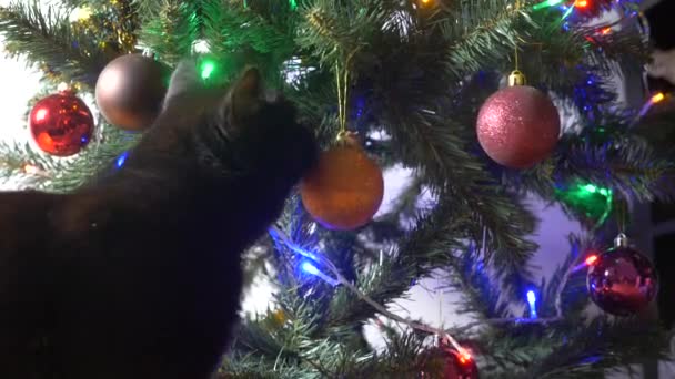 Niedliche schwarze Katze spielt mit Ornament auf Weihnachtsbaum.4k, Zeitlupe — Stockvideo