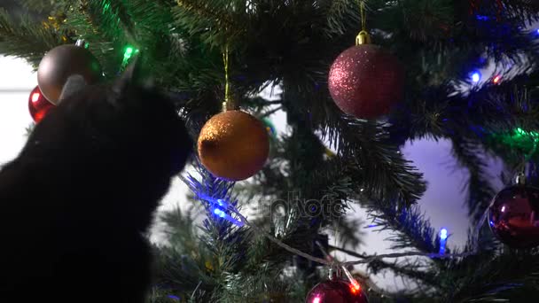 Gato preto bonito jogando com ornamento na árvore de Natal e.4k, câmera lenta — Vídeo de Stock