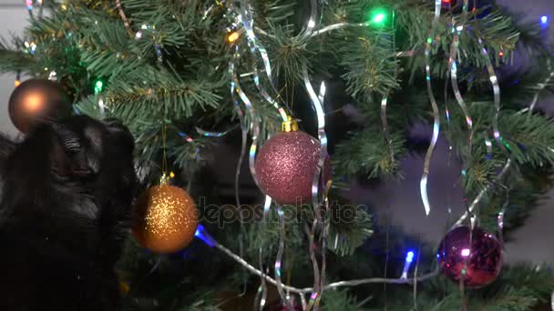 Gato preto bonito jogando com ornamento na árvore de Natal e.4k, câmera lenta — Vídeo de Stock