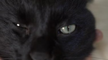 yakın çekim, 4k, yeşil gözlü siyah bir kedi.