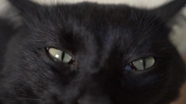 yakın çekim, 4k, yeşil gözlü siyah bir kedi.