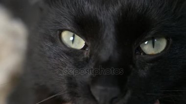 yakın çekim, 4k, yeşil gözlü siyah bir kedi.